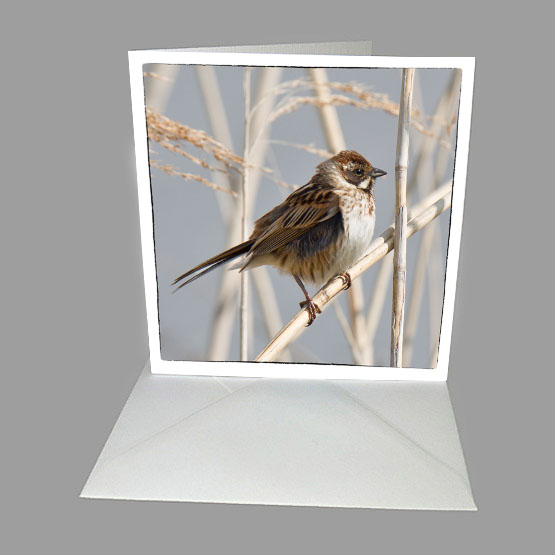 Kaart Rietgors, wenskaart, fotokaart, kerstkaart, Atelier for Hope De Heurne