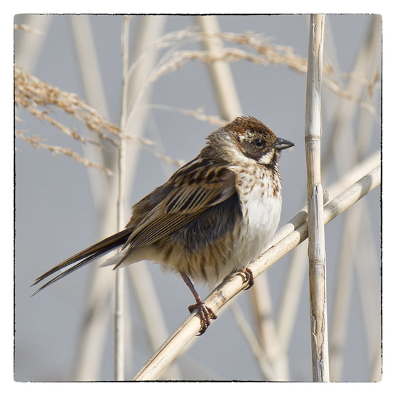 Kaart Rietgors, wenskaart, fotokaart, kerstkaart, Atelier for Hope De Heurne