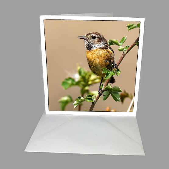Fotokaart roodborsttapuit, tapuit. Wenskaarten Atelier for Hope De Heurne