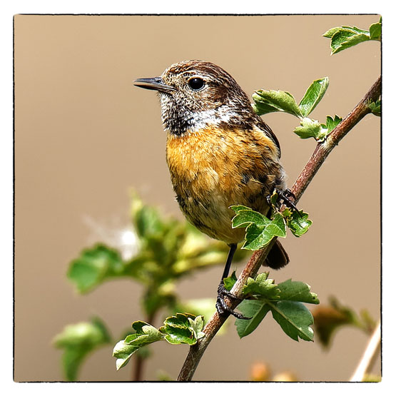 Fotokaart roodborsttapuit, tapuit. Wenskaarten Atelier for Hope De Heurne
