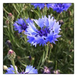 Foto wenskaart Blauwe Korenbloem, Atelier for Hope Doetinchem